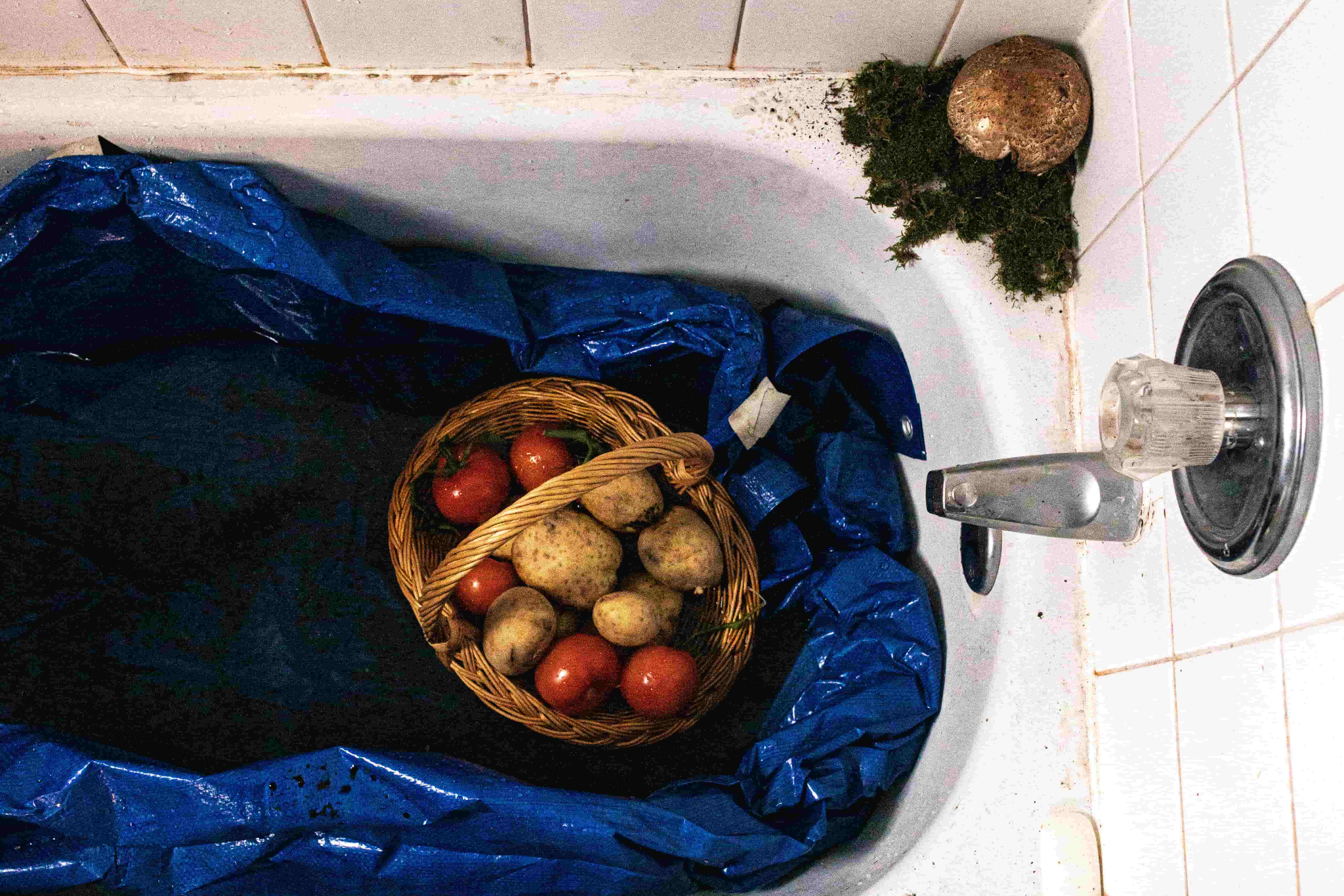 A blue tarp lines the bathtub so that the farmer can clean his newly harvested crops